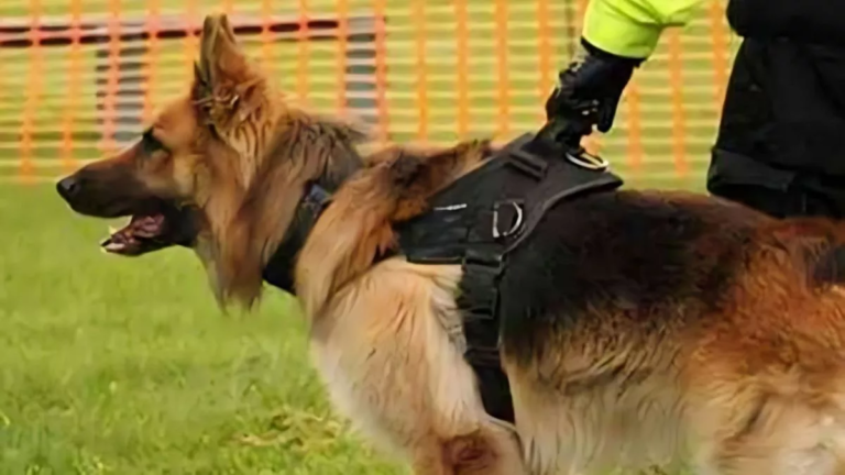 18_05_2025-jail_dogs_1_23940420