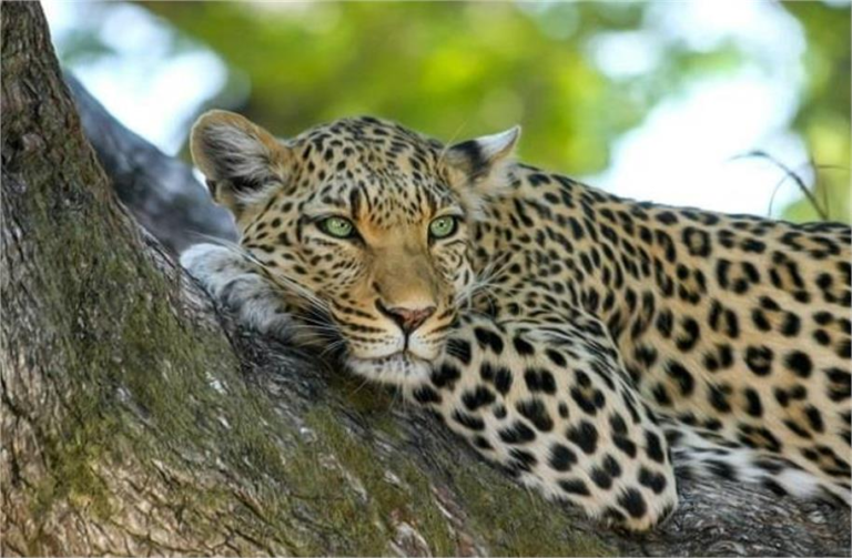 2025_7image_11_55_063706582leopard-ll (1)