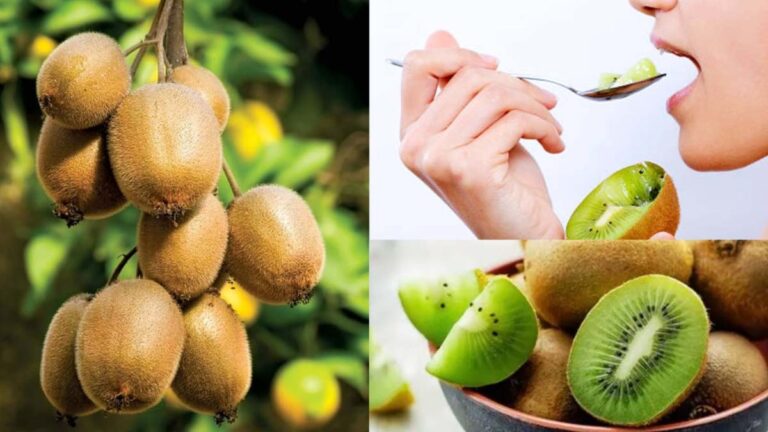 kiwi