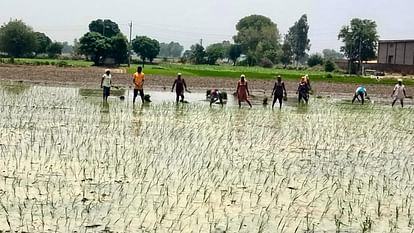 punjab-heat-paddy_202f559f22f694bd5544af09e205d10d