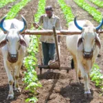 1785231771_6-Centre-Rules-Out-One-Time-Loan-Waiver-for-Small-and-Marginal-Farmers-8-2026-07-d71116650a074384ff291abd82533076-1200x675